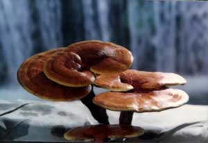 Learn more about REISHI - collection of items from internet